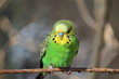 Grüner Wellensittich auf Ast sitzend (green budgie)