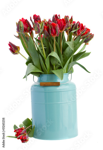 Photo: spring tulip flowers in blue spring tulip flowers in blue