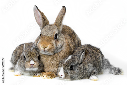 Photo: rabbits on white background rabbits on white background