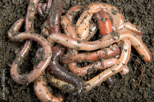 Photo: Tangle of earthworms Tangle of earthworms