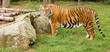 Tiger_2