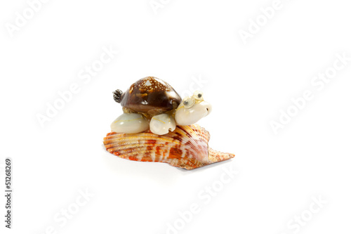 Photo: shell turtle shell turtle