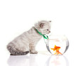 cat and fish
