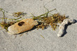 Natural Sponges on a Beach