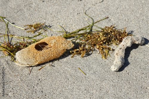 Photo: Natural Sponges on a Beach Natural Sponges on a Beach