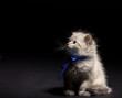 fluffy kitten with blye eyes
