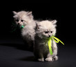 Two little kittens