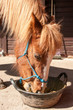 Feeding time