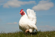 Serama Hen