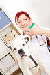 Tierärztin impft Boxer in Tierarztpraxis