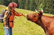 Harzer Rotes Höhenvieh