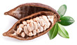 Cocoa pod