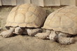 tortue 19