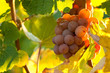 Wein