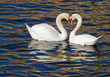 Romantic swans in spring.