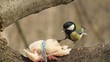 Tit, eagerly eateth the fat that is tied to a tree