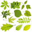 tree leaves isolated on white background