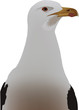 Vector: gabbiano gabbiano
