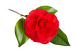 Camellia Flower