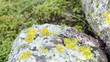 fire belly fire-bellied toad bombina red belly walk stone moss
