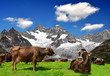Cow on the meadow - Swiss Alps