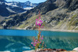 Gebirgsblume