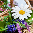Garten - Kräuter
