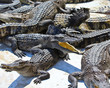 Crocodile
