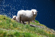 Schaf#1