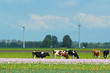 Photo: Landscape in Holland Landscape in Holland