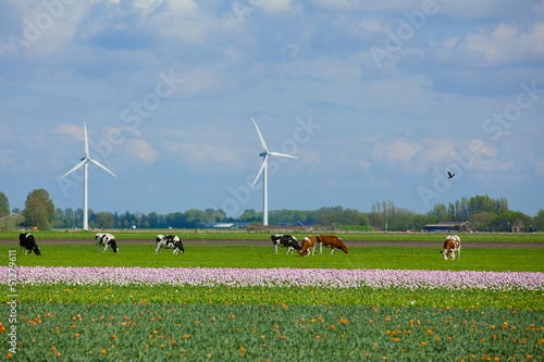 Photo: Landscape in Holland Landscape in Holland