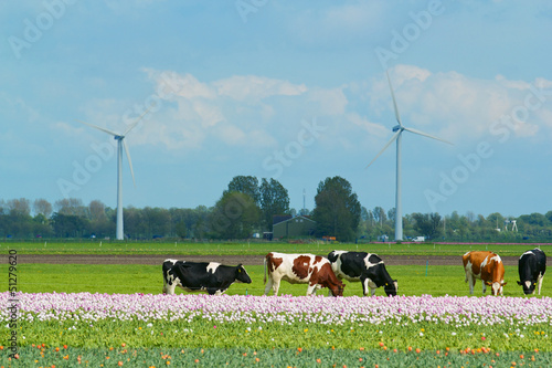 Photo: Landscape in Holland Landscape in Holland