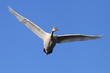 Schwan-34701b1
