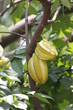 Carambola or starfruit is the fruit in Thailand