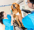 Dog at the vet being groomed