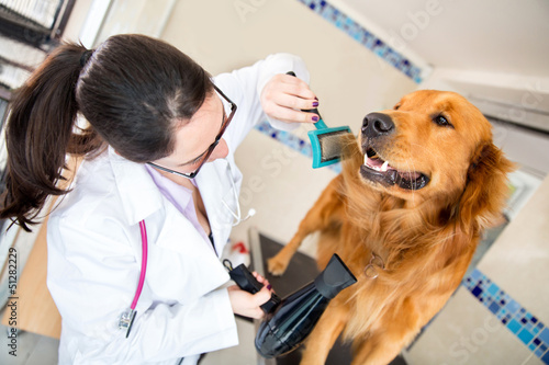 Photo: Vet grooming a dog Vet grooming a dog