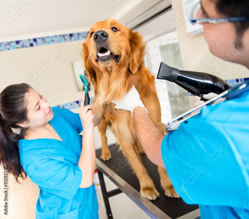Photo: Dog at the vet being groomed Dog at the vet being groomed