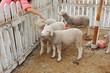 sheep