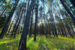 beautiful green forest