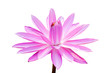 Foto: Pink lotus isolated on white Pink lotus isolated on white