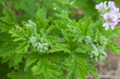 géranium rosat, plante pour huiles essentielles