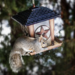 Photo: Squirrel stealing from bird feeder Squirrel stealing from bird feeder