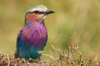 Lilac-breasted roller