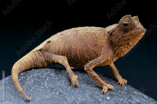Photo: Plated leaf chameleon / Brookesia stumpffi Plated leaf chameleon / Brookesia stumpffi