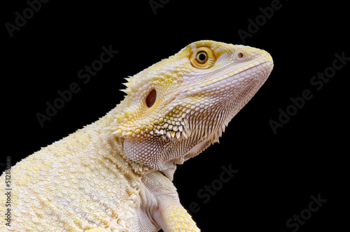 Photo: Leucistic bearded dragon / Pogona vitticeps Leucistic bearded dragon / Pogona vitticeps