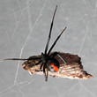Photo: Spider, Red-back with prey suspended in its web Spider, Red-back with prey suspended in its web