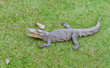 Crocodile opening the mouth resting on the grass