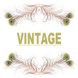Vintage background from peacock feathers.