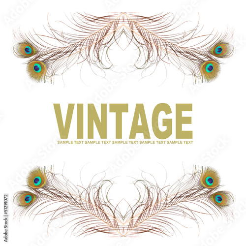 Illustration: Vintage background from peacock feathers. Vintage background from peacock feathers.