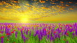 field of spring flowers at sunset